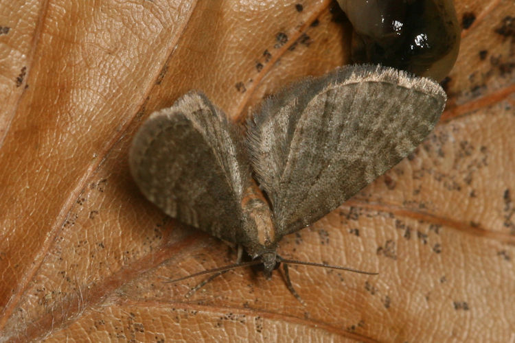 Eupithecia haworthiata: Bild 13