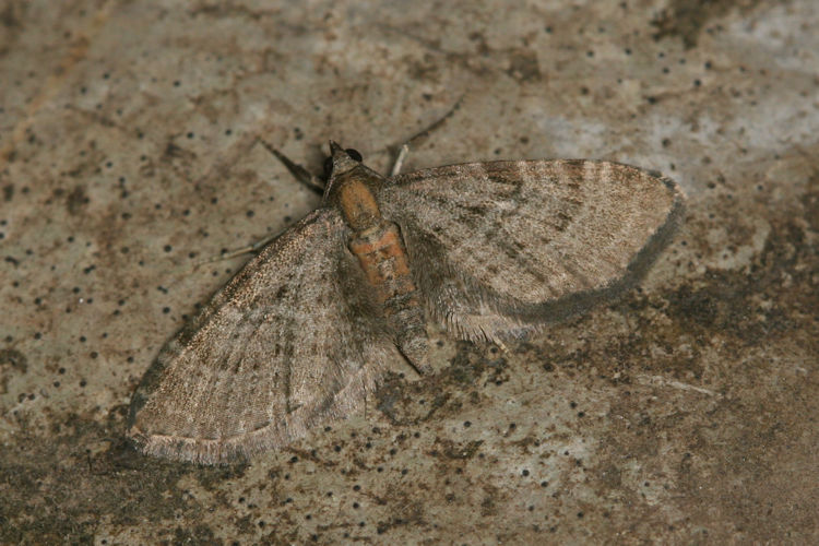 Eupithecia haworthiata: Bild 14