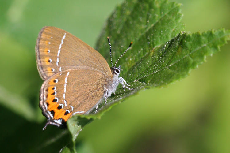 Satyrium pruni: Bild 3