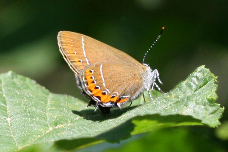 Satyrium pruni: Bild 2