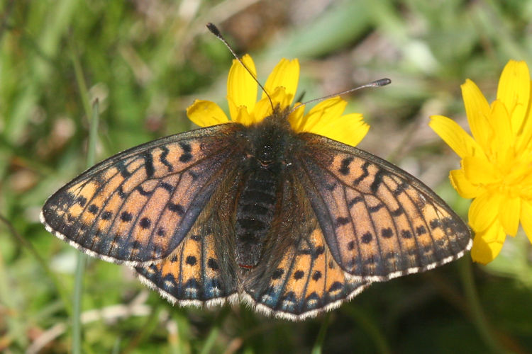 Boloria napaea: Bild 5