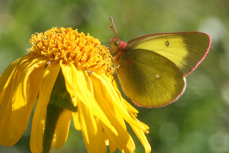 Colias palaeno europomene: Bild 1