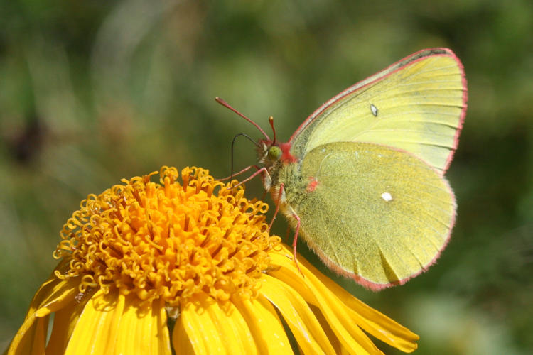 Colias palaeno europomene: Bild 2