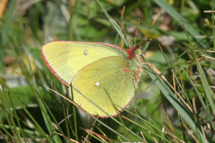 Colias palaeno europomene: Bild 3