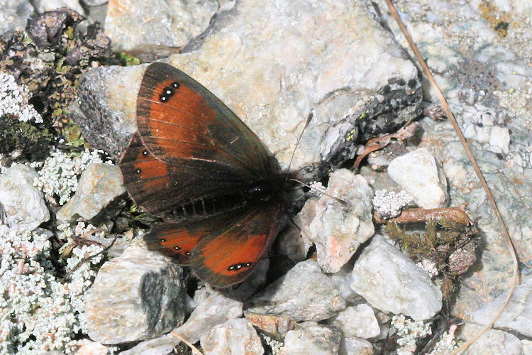 Erebia gorge triopes: Bild 1