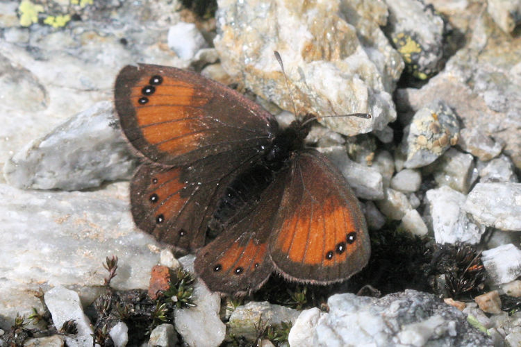 Erebia gorge triopes: Bild 2