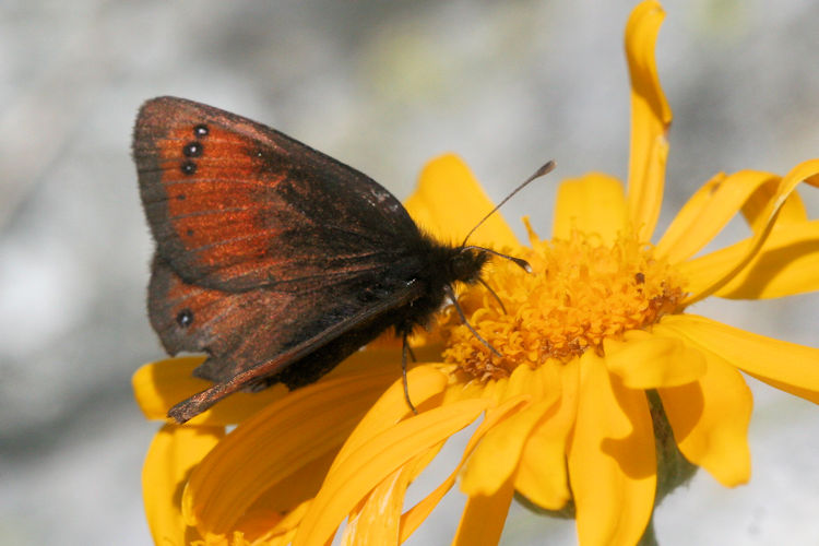 Erebia gorge triopes: Bild 3