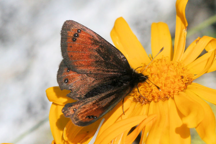 Erebia gorge triopes: Bild 4