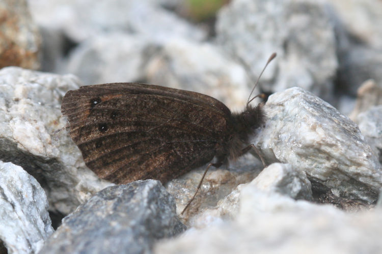 Erebia gorge triopes: Bild 9