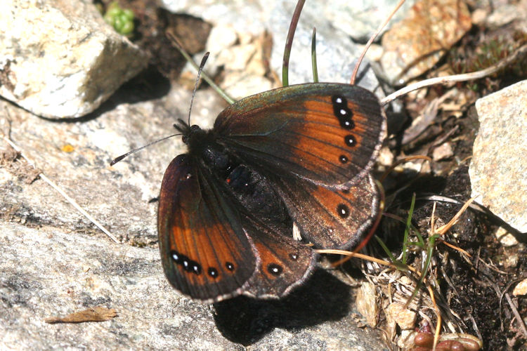 Erebia gorge triopes: Bild 6