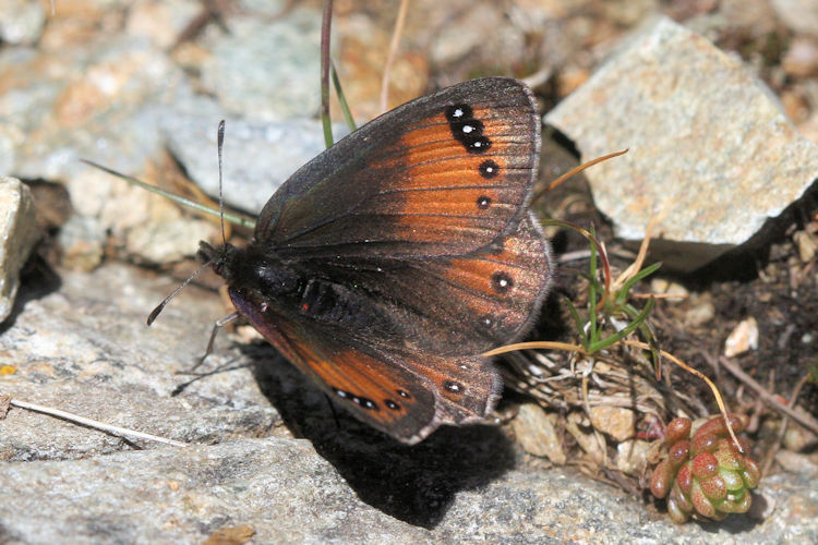 Erebia gorge triopes: Bild 7