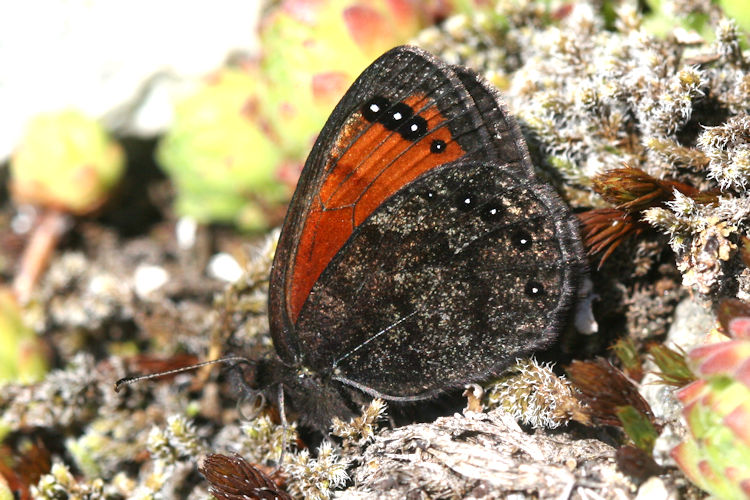 Erebia gorge triopes: Bild 10