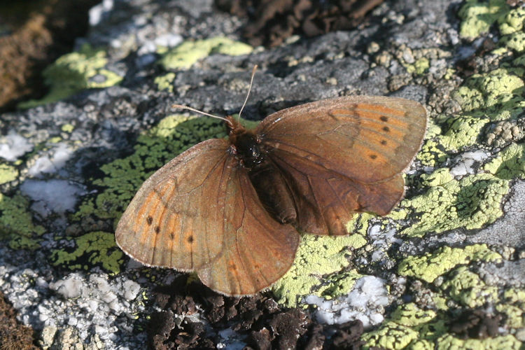 Erebia pandrose: Bild 3