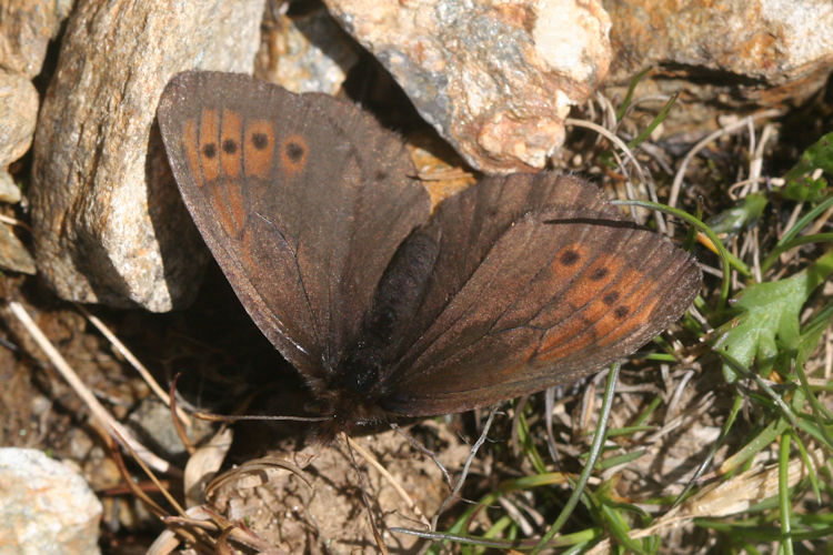 Erebia pandrose: Bild 4