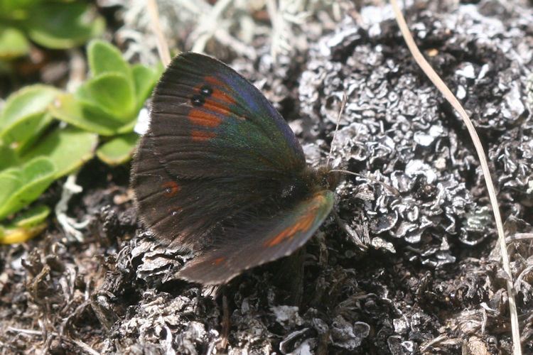 Erebia tyndarus: Bild 6