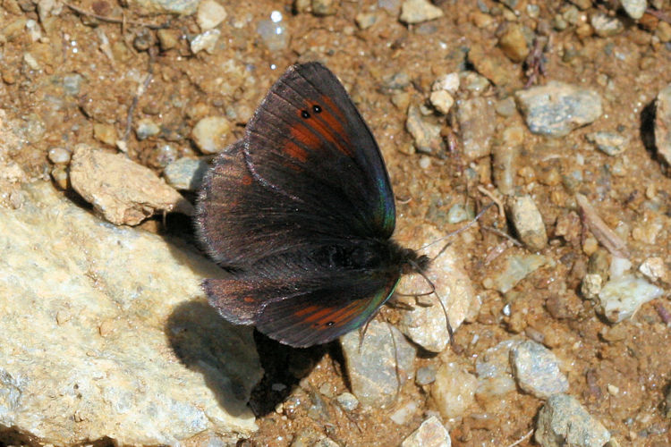 Erebia tyndarus: Bild 7