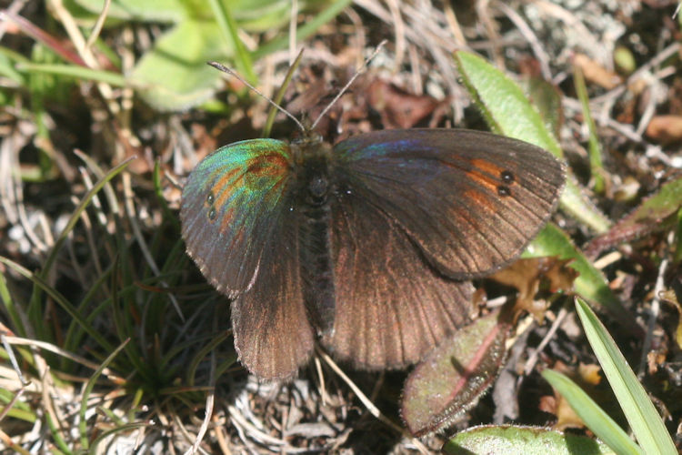 Erebia tyndarus: Bild 8