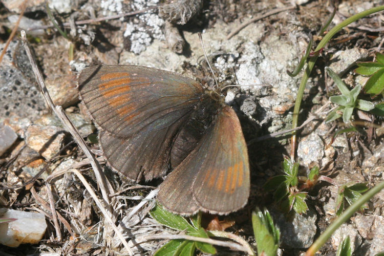 Erebia tyndarus: Bild 18