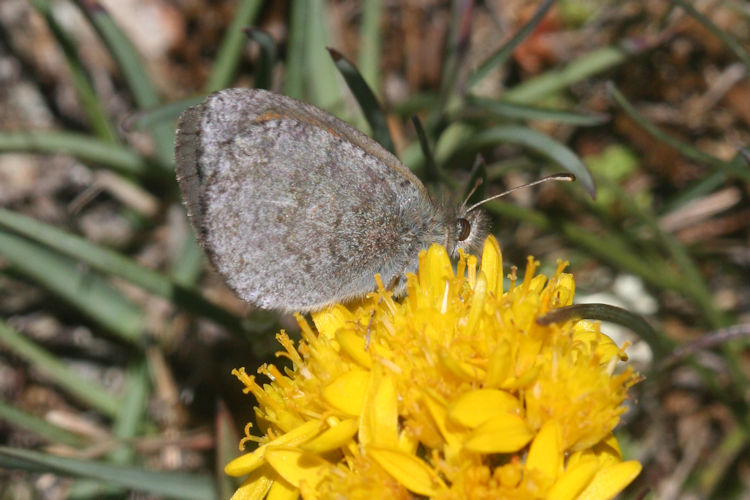 Erebia tyndarus: Bild 26