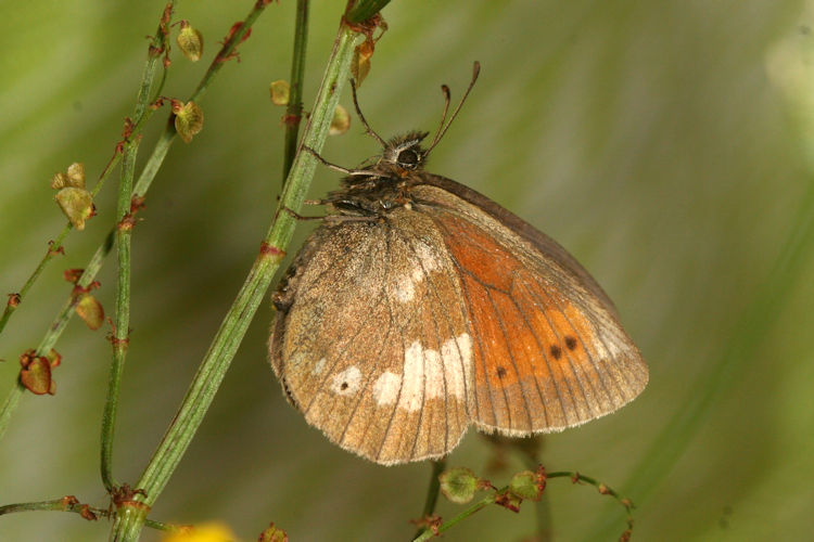 Erebia bubastis bubastis: Bild 5