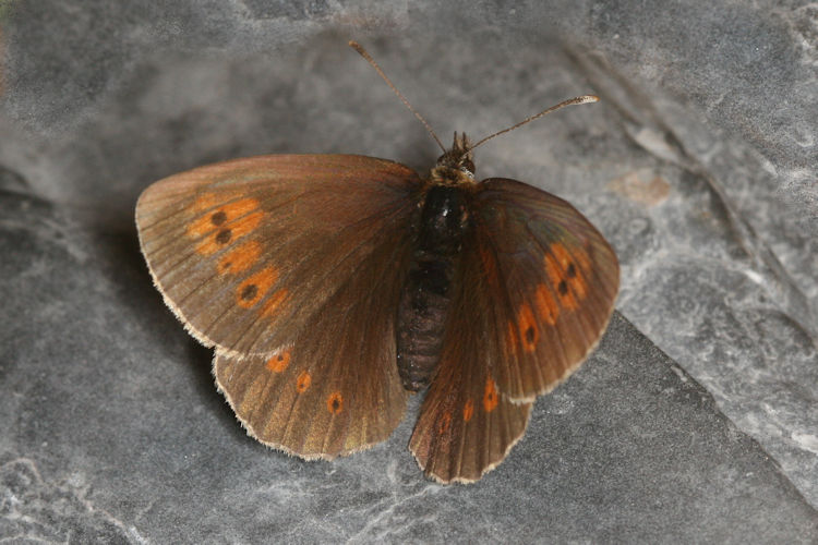 Erebia bubastis bubastis: Bild 1