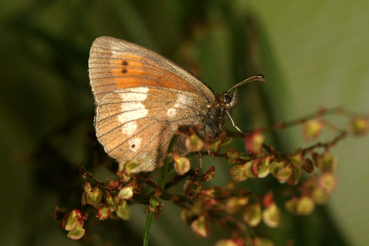 Erebia bubastis bubastis: Bild 6