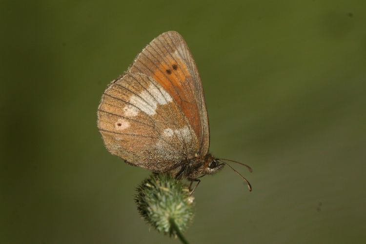 Erebia bubastis bubastis: Bild 7