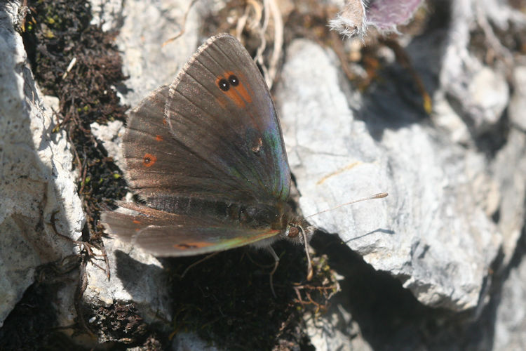 Erebia cassioides: Bild 2