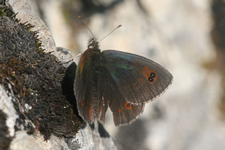 Erebia cassioides: Bild 3