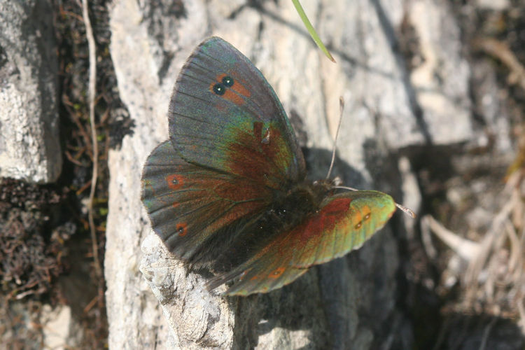 Erebia cassioides: Bild 4