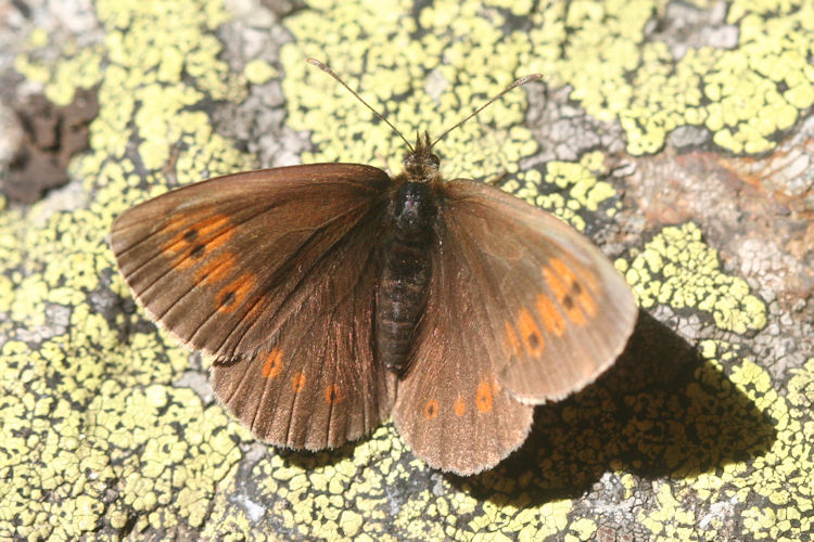 Erebia bubastis bubastis: Bild 3