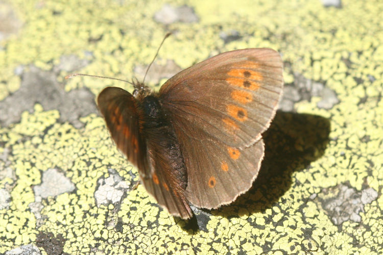 Erebia bubastis bubastis: Bild 4