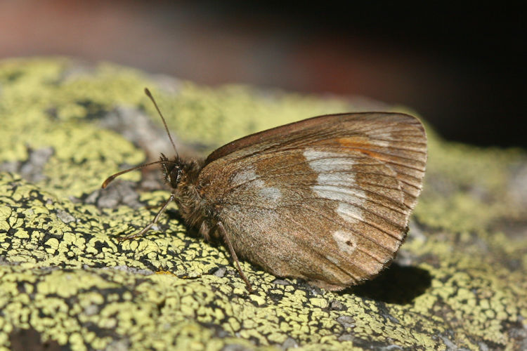 Erebia bubastis bubastis: Bild 8