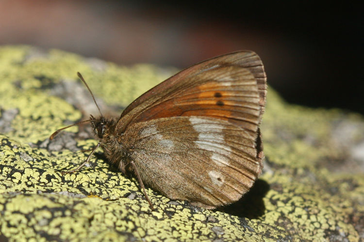 Erebia bubastis bubastis: Bild 9