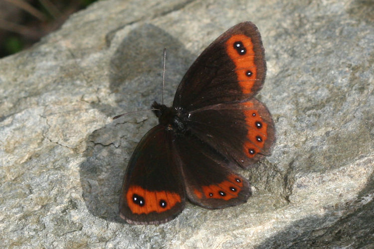 Erebia montanus: Bild 1