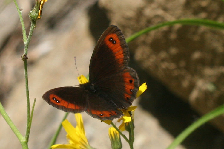 Erebia montanus: Bild 5