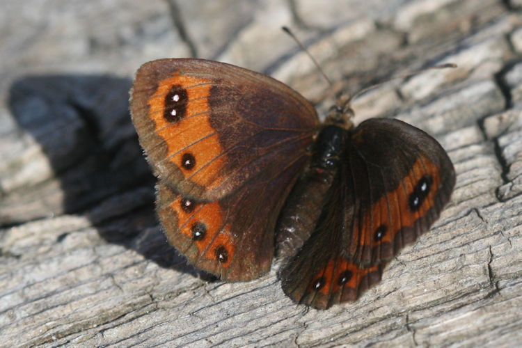 Erebia montanus: Bild 9