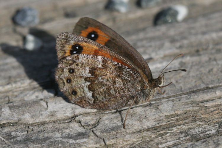 Erebia montanus: Bild 17