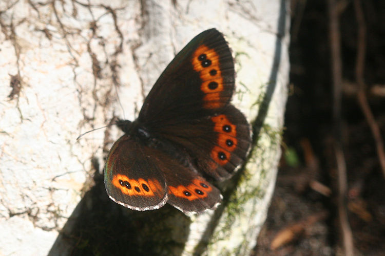 Erebia euryale adyte: Bild 1