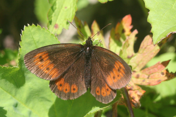 Erebia euryale isarica: Bild 1