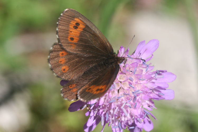 Erebia euryale isarica: Bild 2