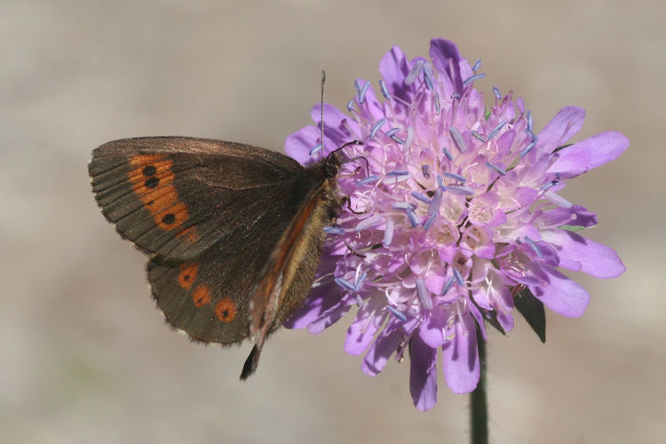 Erebia euryale isarica: Bild 3