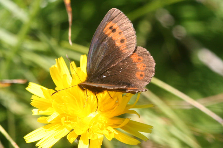 Erebia euryale isarica: Bild 5