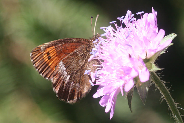 Erebia euryale isarica: Bild 14