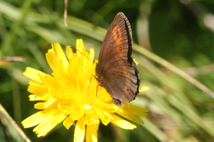 Erebia euryale isarica: Bild 9