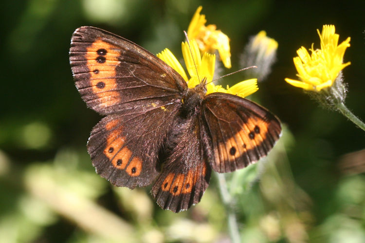 Erebia euryale isarica: Bild 8