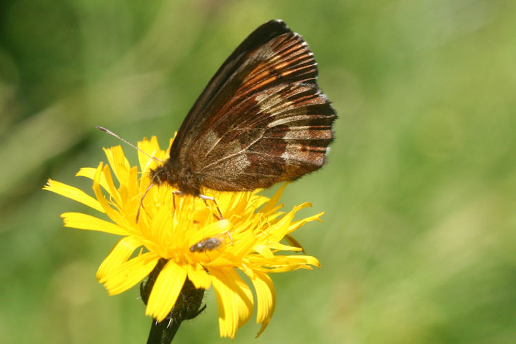 Erebia euryale isarica: Bild 12