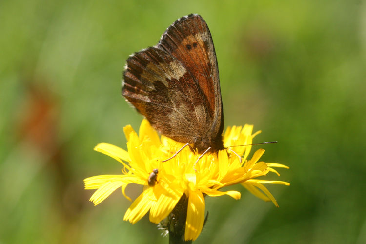 Erebia euryale isarica: Bild 13