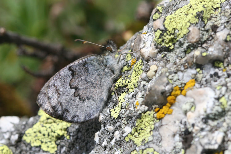 Erebia tyndarus: Bild 27