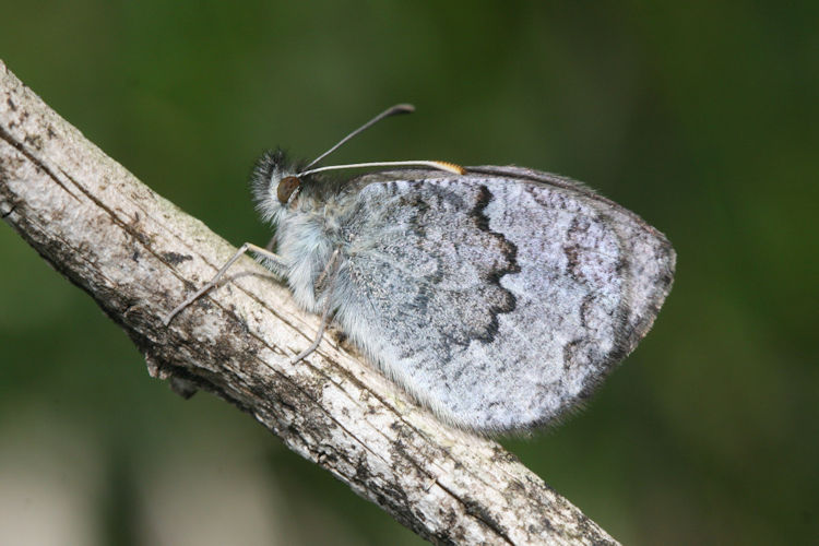 Erebia tyndarus: Bild 28